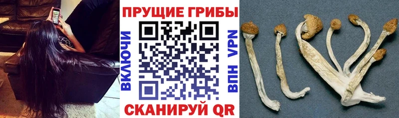 Галлюциногенные грибы GOLDEN TEACHER  где можно купить наркотик  Медногорск 